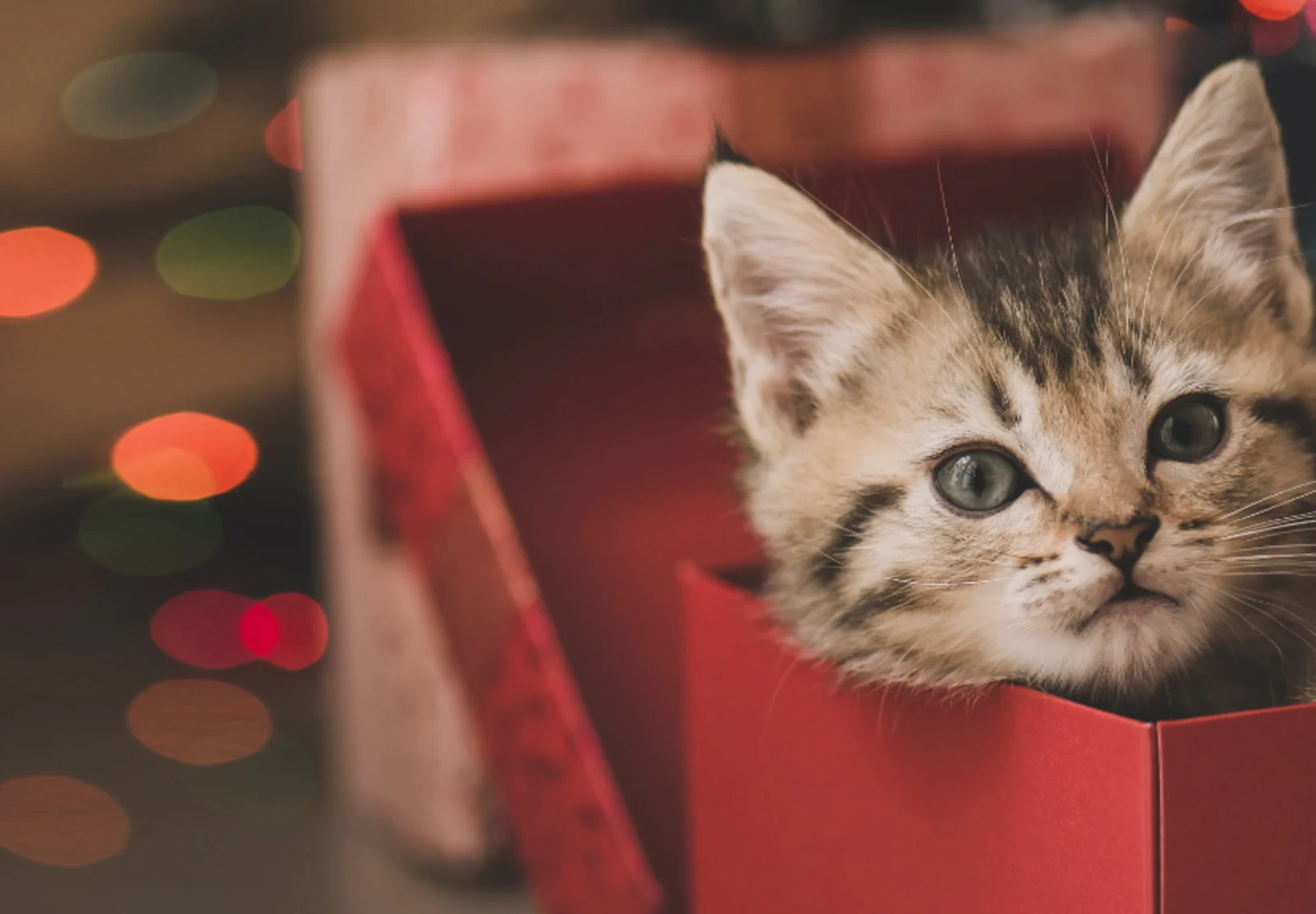 A brown kitten playing inside a red gift box